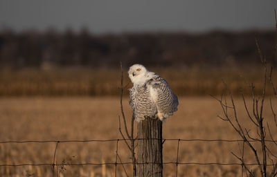 Bird perching on wooden post