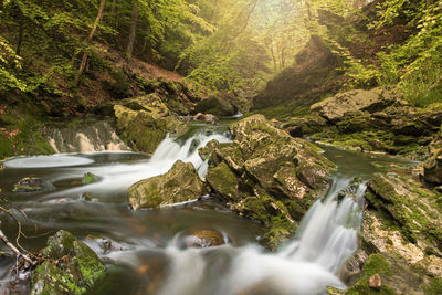 Scenic view of waterfall in forest
