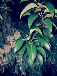 Close-up of green leaves