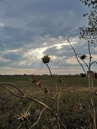 Scenic view of field against sky