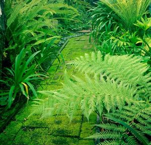 Full frame shot of green leaves