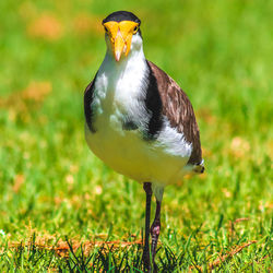 Close-up of bird perching on grass