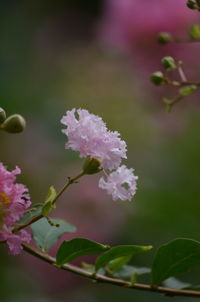 Close-up of pink flowering plant