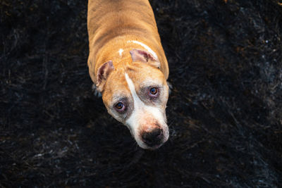 High angle view of dog on field