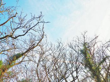 Low angle view of bare trees against sky