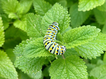 Close-up of butterfly on leaf