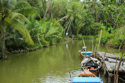 Scenic view of palm trees on riverbank