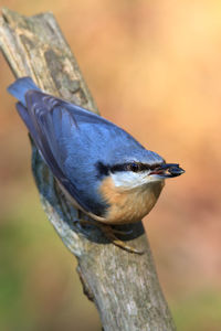 Close-up of bird perching on wooden post