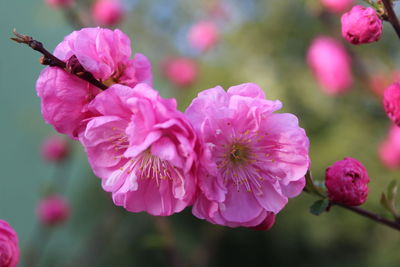 Close-up of pink flowers