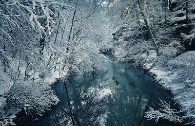 High angle view of frozen trees in forest