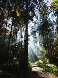 Trees in forest against sky