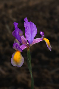 Close-up of purple iris flower