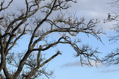 Low angle view of bare tree against sky