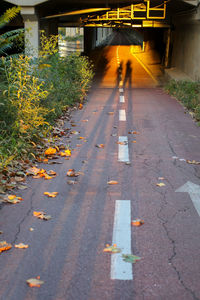 Rear view of person walking on footpath during autumn