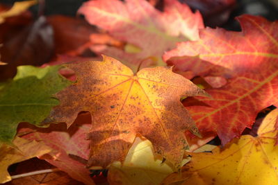 Close-up of maple leaves fallen in autumn