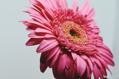 Close-up of pink flower against white background