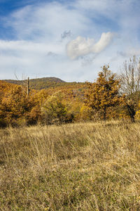 Scenic view of field against sky