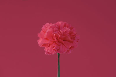 Close-up of pink flower against red background