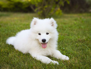 Portrait of white dog on field