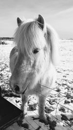 Close-up of a horse