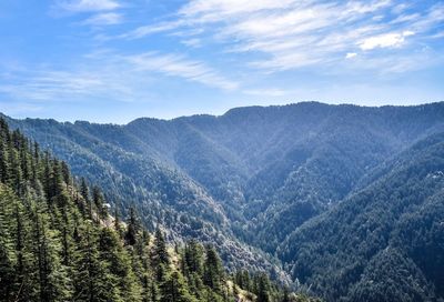 Scenic view of pine trees against sky