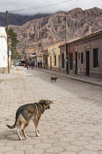 Dog on mountain against sky