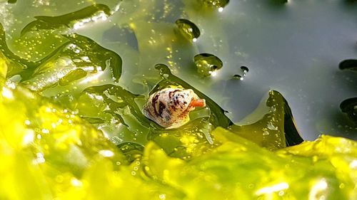Close-up of spider on leaf