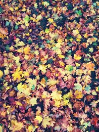 Full frame shot of autumn leaves