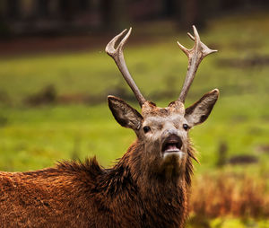 Close-up of deer on field