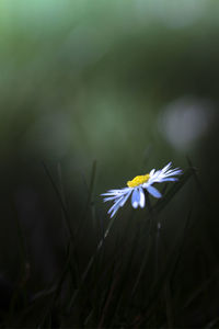 Close-up of white flower on plant