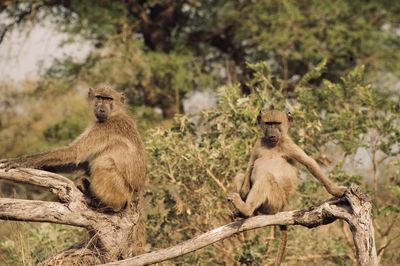 Monkey sitting on tree