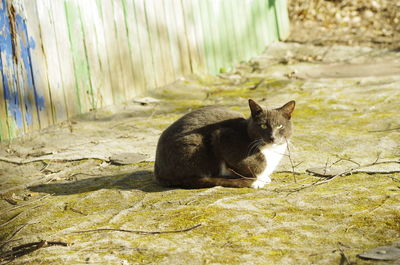 Portrait of a cat sitting on land