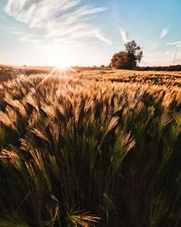 Scenic view of field against sky at sunset