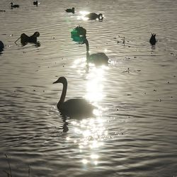 View of swans swimming in lake