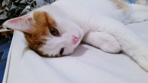 Close-up of cat lying on bed