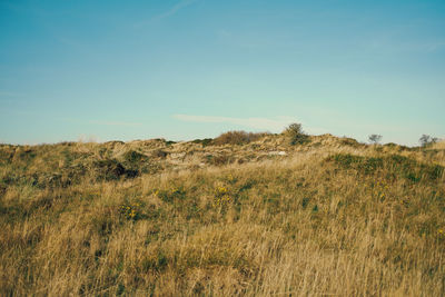 North german dune landscape on with meadow in sunlight