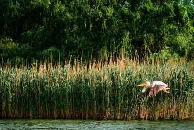 Pelican flying in danube delta