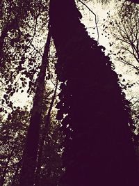 Low angle view of trees