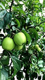 Low angle view of apples on tree