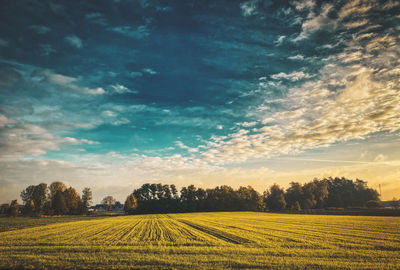 Scenic view of agricultural field against sky