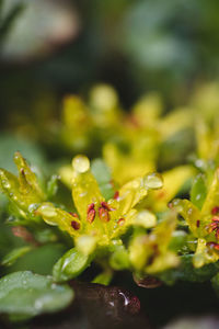 Close-up of green leaves