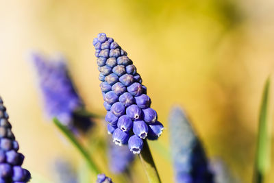 Close-up of purple flower growing on plant