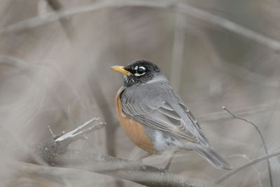 Close-up of bird perching on branch