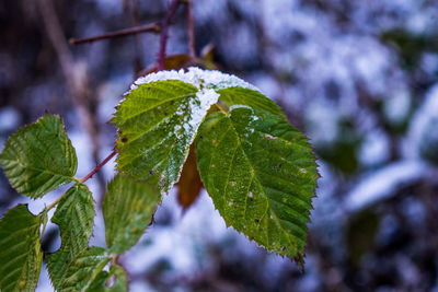 Close-up of leaves