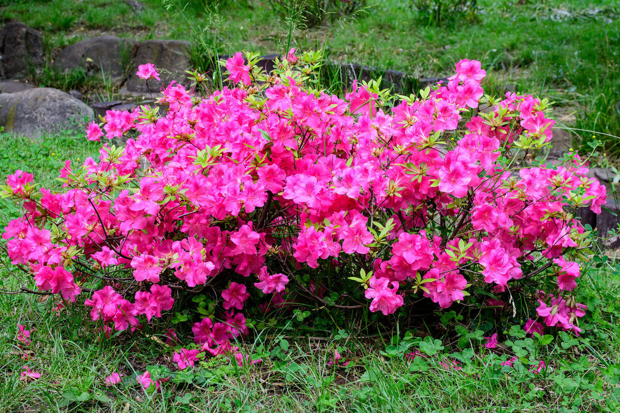 CLOSE-UP OF PINK FLOWERING PLANTS ON FIELD