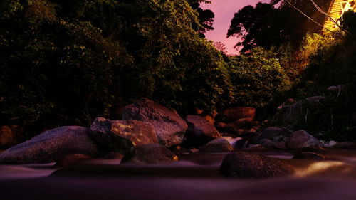 Close-up of rocks against trees at night