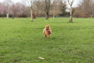 Dog running on grassy field