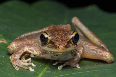 Close-up of frog