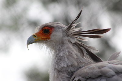 Side picture of a secretary bird. sharp image