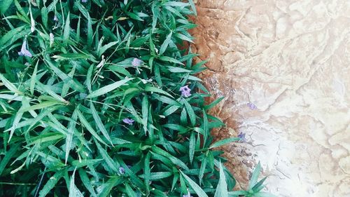 High angle view of plants